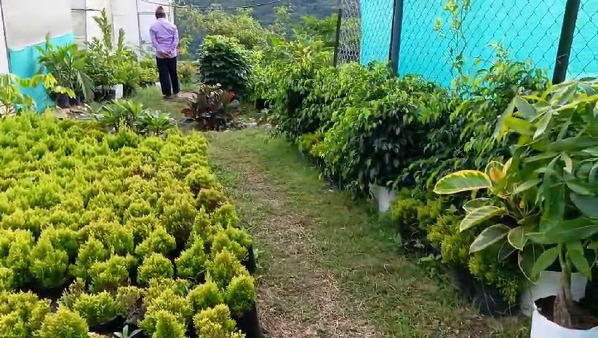 मन्थलीमा ‘हाई टेक टनेल’: फूल र सजावटका बिरुवा उत्पादन गरी काठमाडौं पठाइँदै